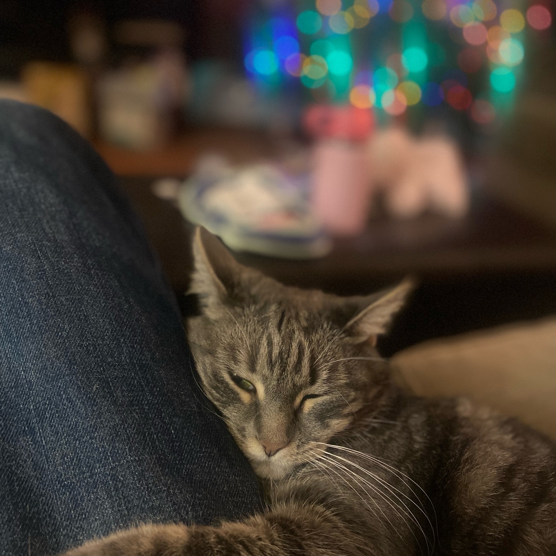a grey kitty snuggled up against a leg